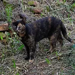 Azalea Recco