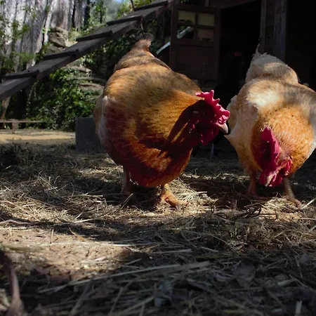 펜션 Azalea 렉코