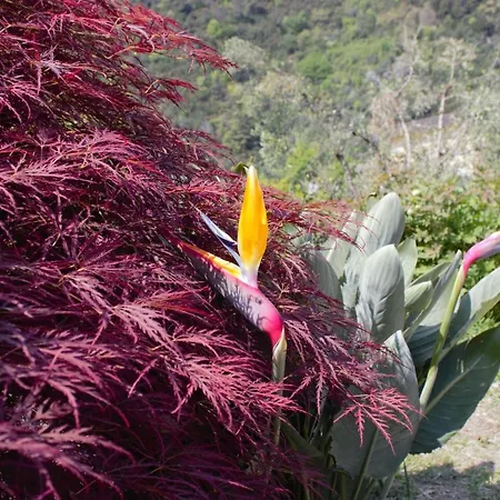 Azalea Сasa de vacaciones Recco