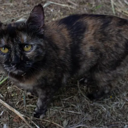 Azalea Сasa de vacaciones