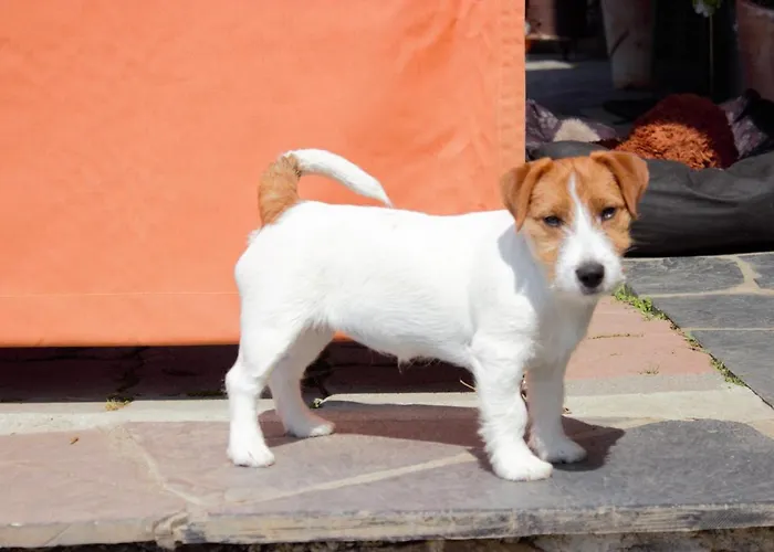 Semesterbostad Azalea