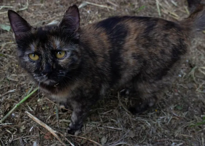 Azalea Semesterbostad